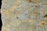 Cruziana (Fossil Trilobite Trackway) Plate - Oklahoma #114603-3